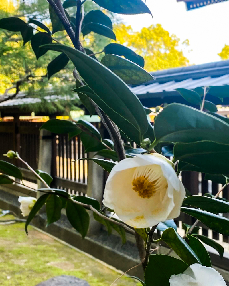 城南宮、ボタン、２月春の花、京都府京都府の観光・撮影スポットの名所