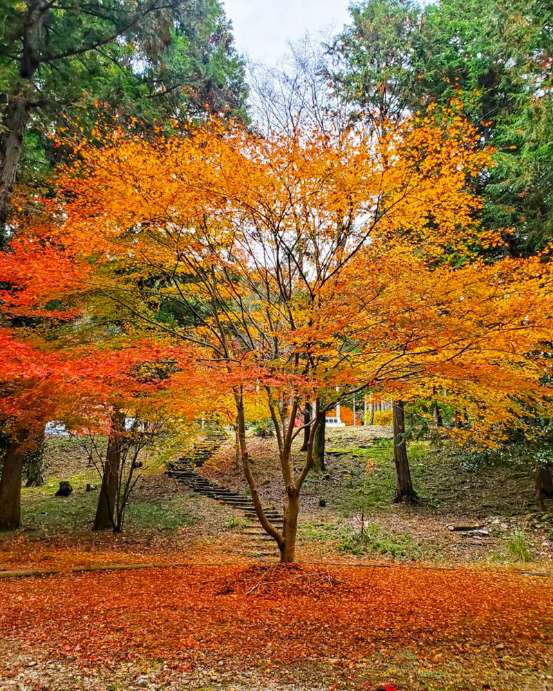 多良峡森林公園、紅葉、11月秋、岐阜県大垣市の観光・撮影スポットの画像と写真