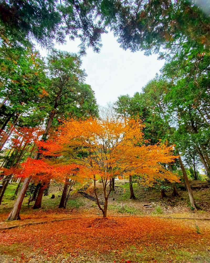 多良峡森林公園、紅葉、11月秋、岐阜県大垣市の観光・撮影スポットの画像と写真