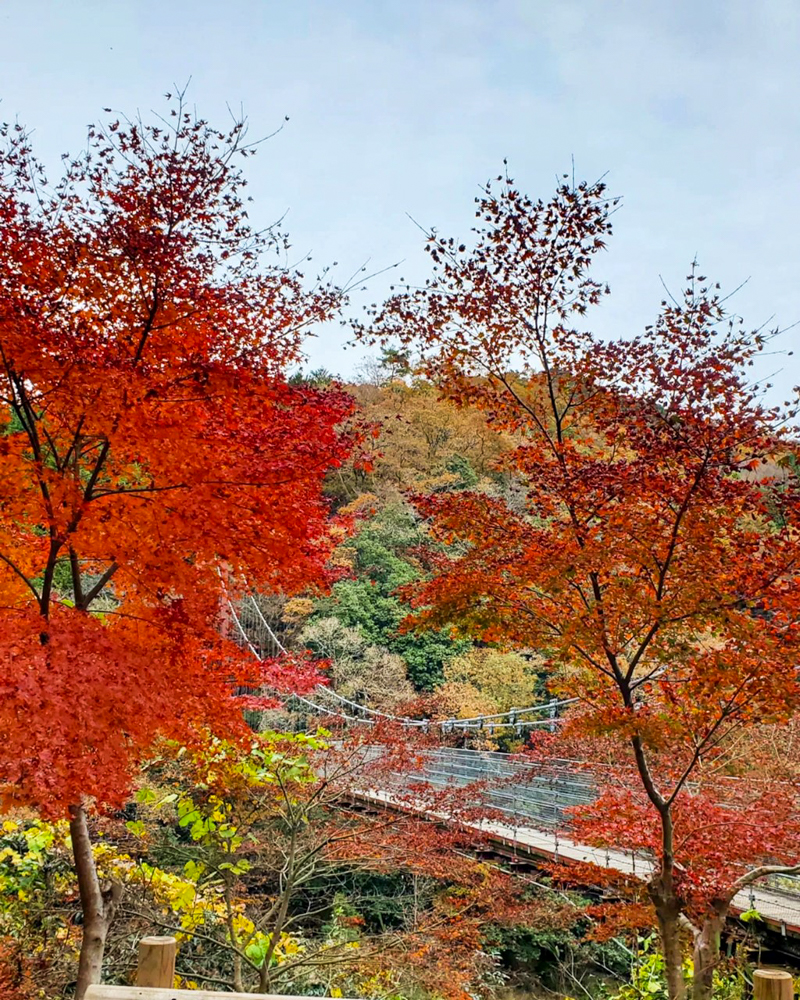 多良峡森林公園、紅葉、11月秋、岐阜県大垣市の観光・撮影スポットの画像と写真