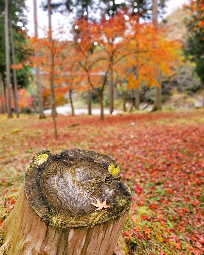 多良峡森林公園、紅葉、11月秋、岐阜県大垣市の観光・撮影スポットの画像と写真