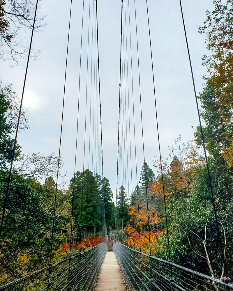 多良峡森林公園、紅葉、11月秋、岐阜県大垣市の観光・撮影スポットの画像と写真