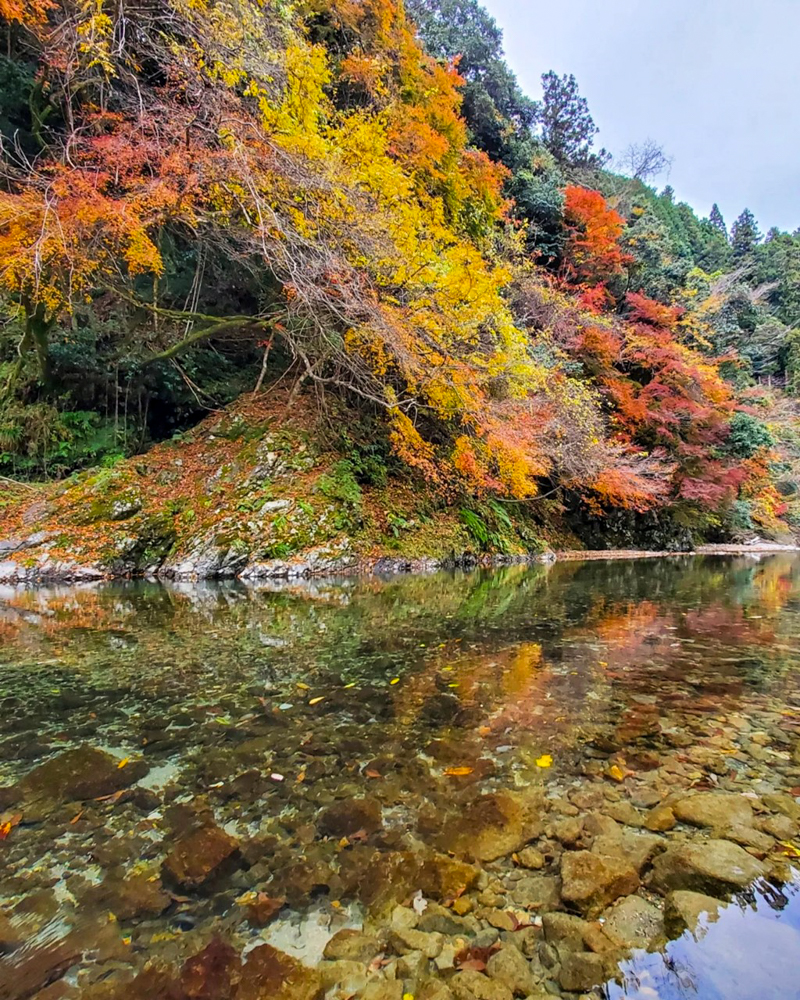 多良峡森林公園、紅葉、11月秋、岐阜県大垣市の観光・撮影スポットの画像と写真