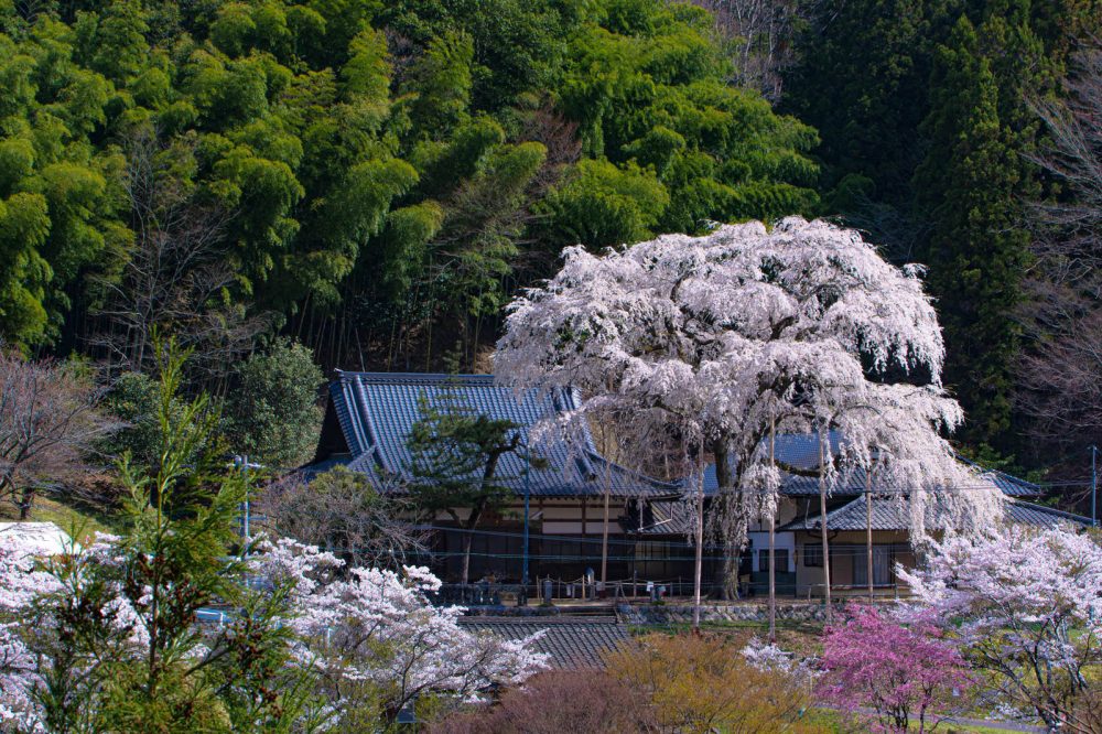 大安寺のしだれ桜。４月春の花、愛知県豊田市の観光・撮影スポットの名所