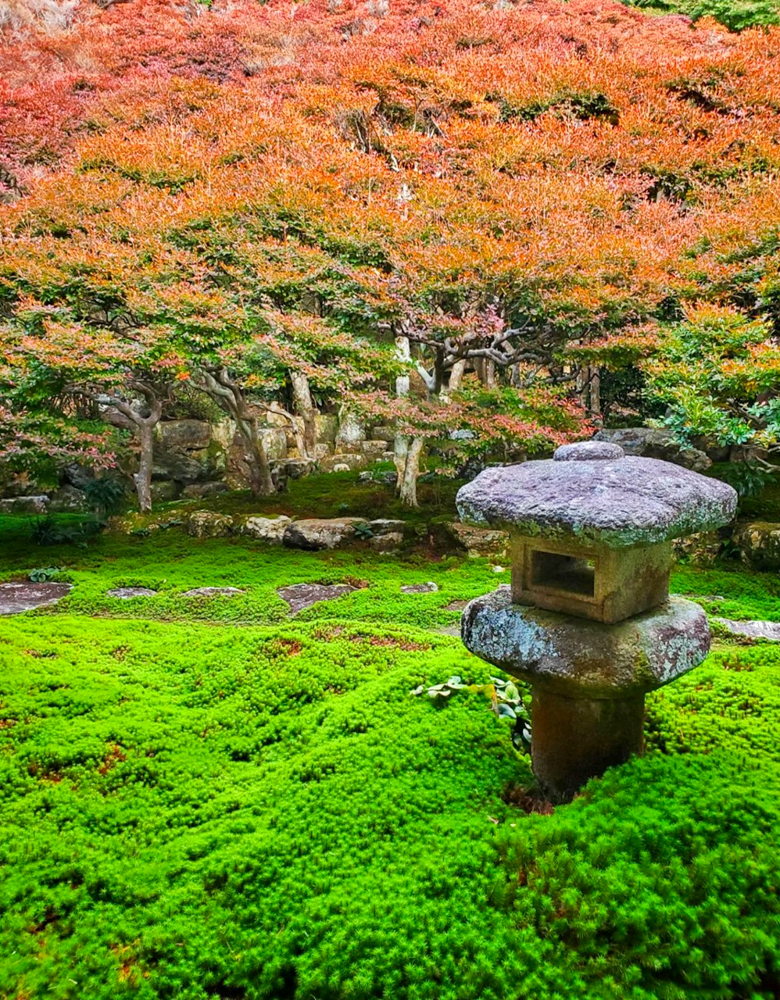 岐阜大龍寺、どうだんつつじ、紅葉、秋の一般公開、11月秋、岐阜県岐阜市の観光・撮影スポットの名所