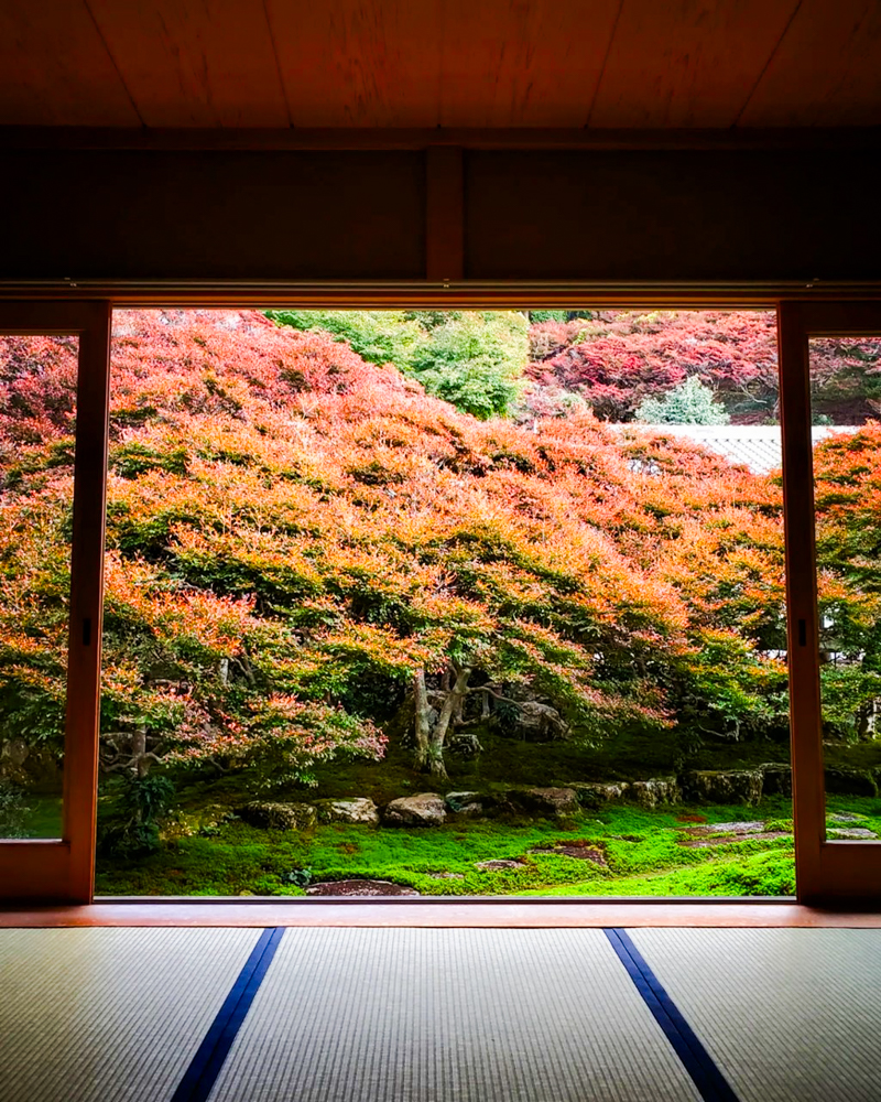 岐阜大龍寺、どうだんつつじ、紅葉、秋の一般公開、11月秋、岐阜県岐阜市の観光・撮影スポットの名所