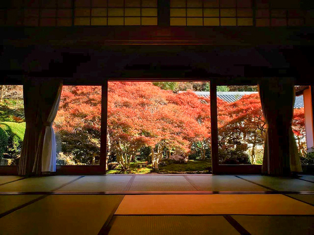 岐阜大龍寺、どうだんつつじ、紅葉、秋の一般公開、11月秋、岐阜県岐阜市の観光・撮影スポットの名所
