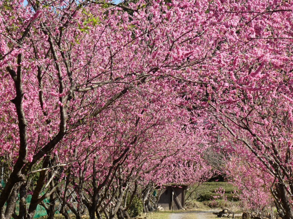 天竜相津 花桃の里、花桃。４月春の花、静岡県浜松市の観光・撮影スポットの名所