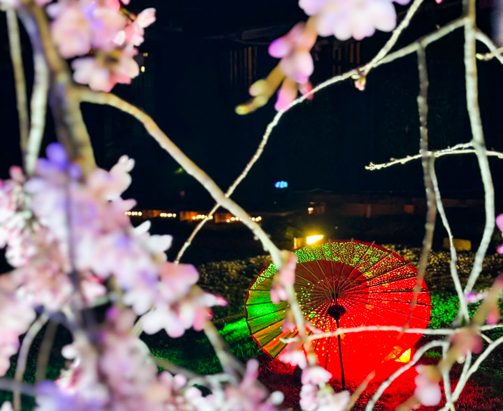 妙乗院、しだれ桜、ライトアップ、3月春の花、愛知県東海市の観光・撮影スポットの名所