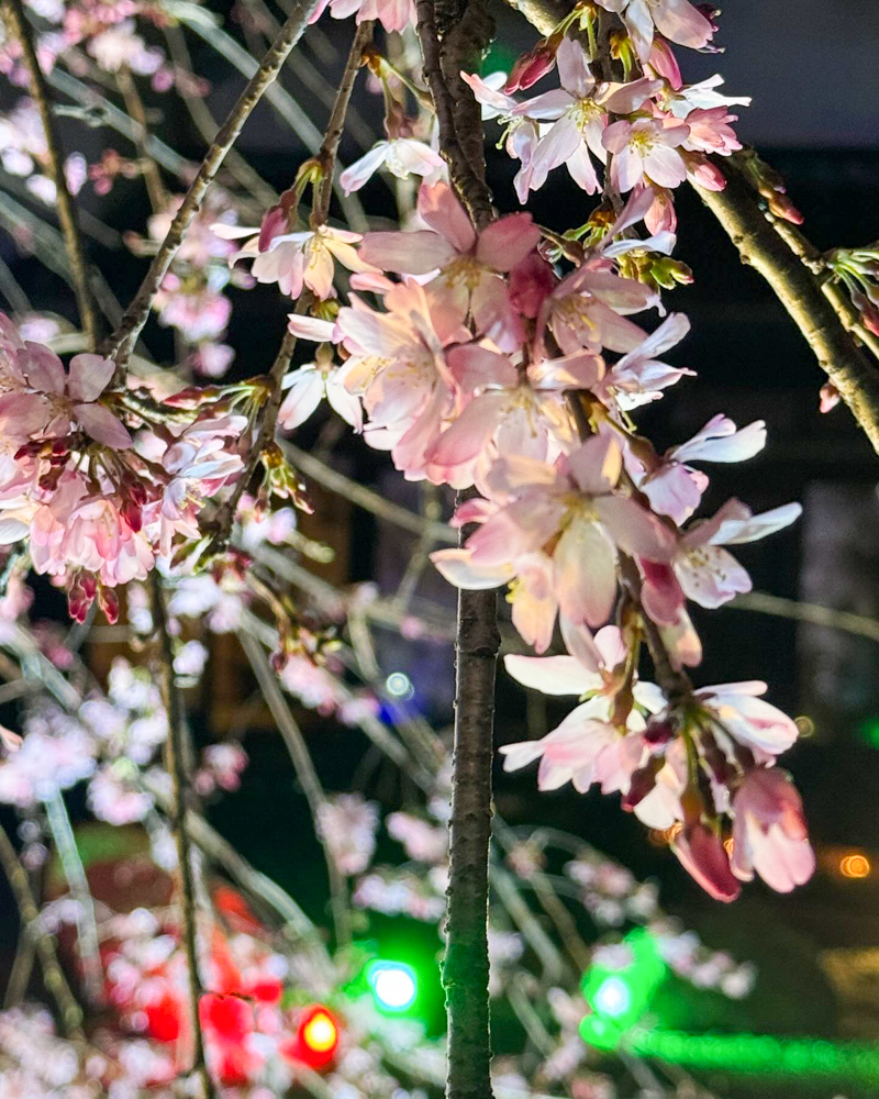 妙乗院、しだれ桜、ライトアップ、3月春の花、愛知県東海市の観光・撮影スポットの名所