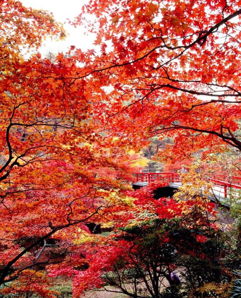 弥彦公園もみじ谷、紅葉、１０月、新潟県西蒲原郡の観光・撮影スポット