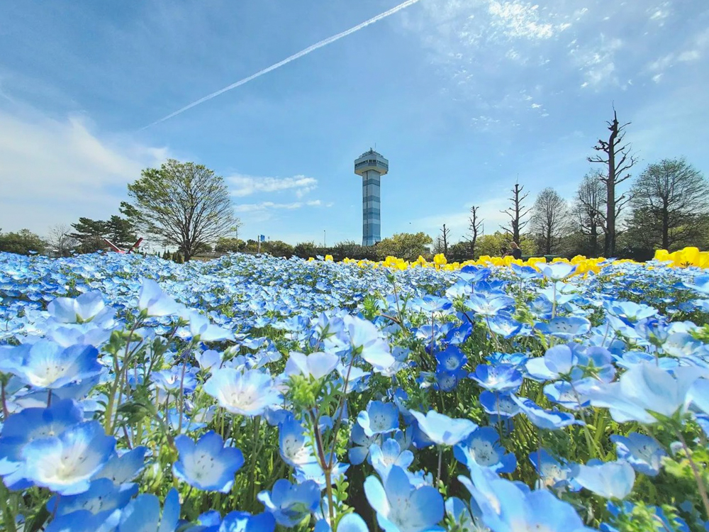 木曽三川公園センター、ネモフィラ、4月の春の花、岐阜県海津市の観光・撮影スポットの画像と写真