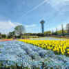 木曽三川公園センター、ネモフィラ、4月の春の花、岐阜県海津市の観光・撮影スポットの画像と写真