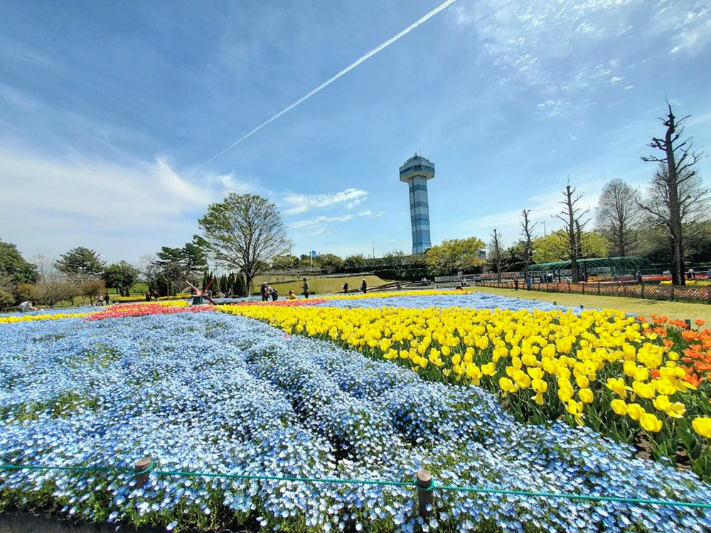 木曽三川公園センター、ネモフィラ、4月の春の花、岐阜県海津市の観光・撮影スポットの画像と写真