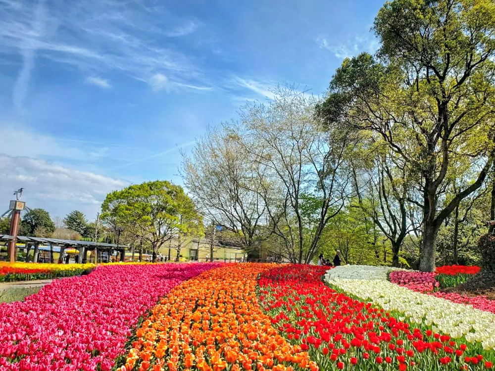 木曽三川公園センター、チューリップ、4月の春の花、岐阜県海津市の観光・撮影スポットの画像と写真