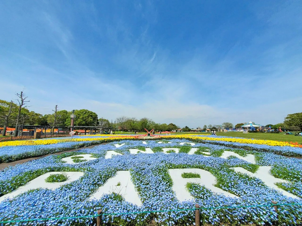 木曽三川公園センター、ネモフィラ、4月の春の花、岐阜県海津市の観光・撮影スポットの画像と写真