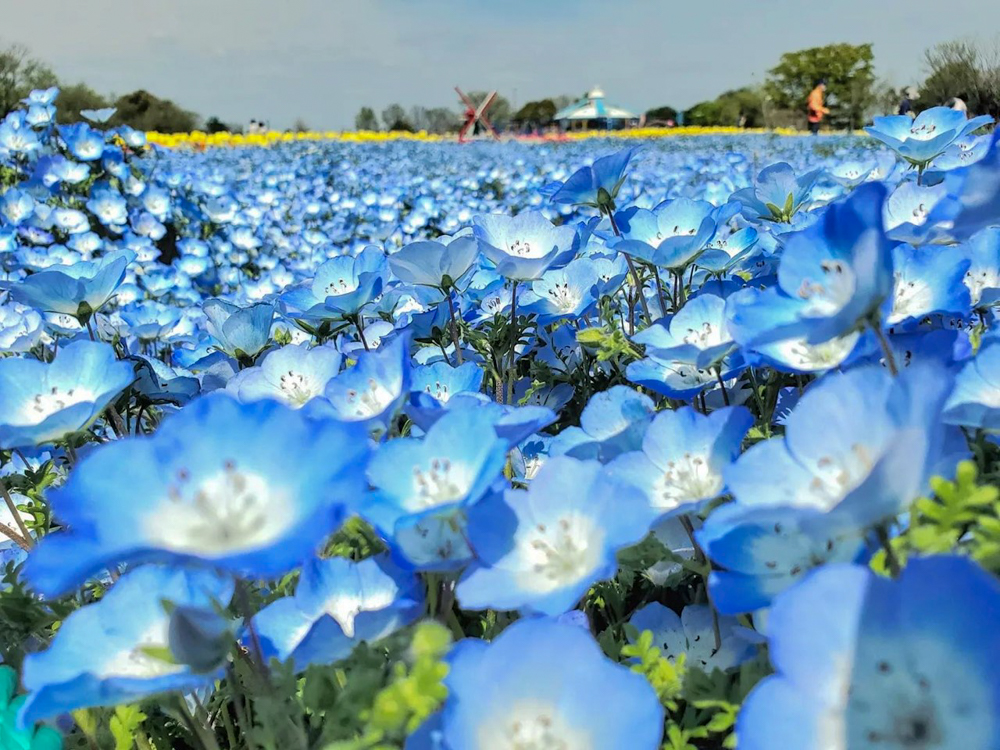 木曽三川公園センター、ネモフィラ、4月の春の花、岐阜県海津市の観光・撮影スポットの画像と写真