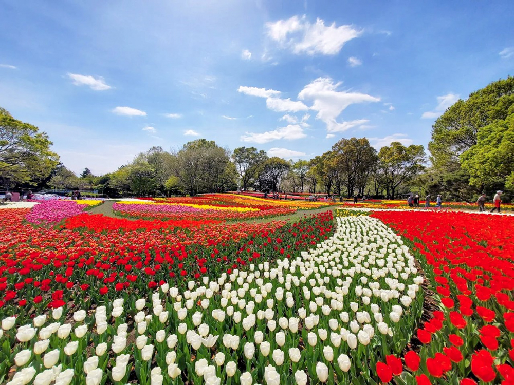 木曽三川公園センター、チューリップ、4月の春の花、岐阜県海津市の観光・撮影スポットの画像と写真