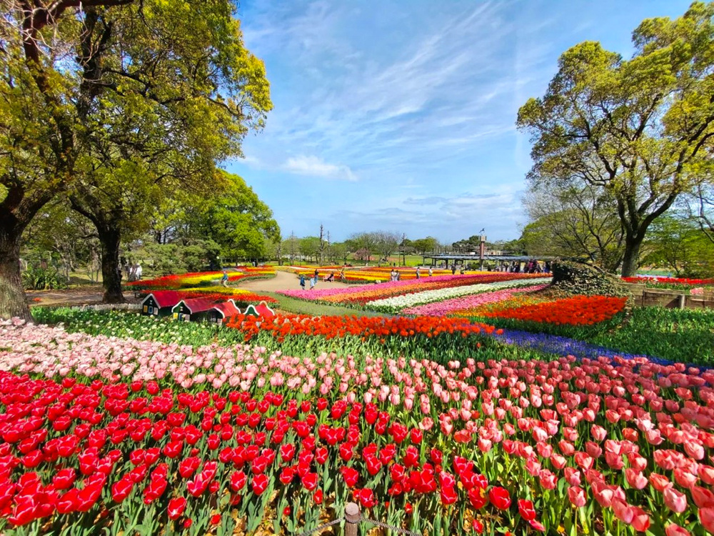 木曽三川公園センター、チューリップ、4月の春の花、岐阜県海津市の観光・撮影スポットの画像と写真