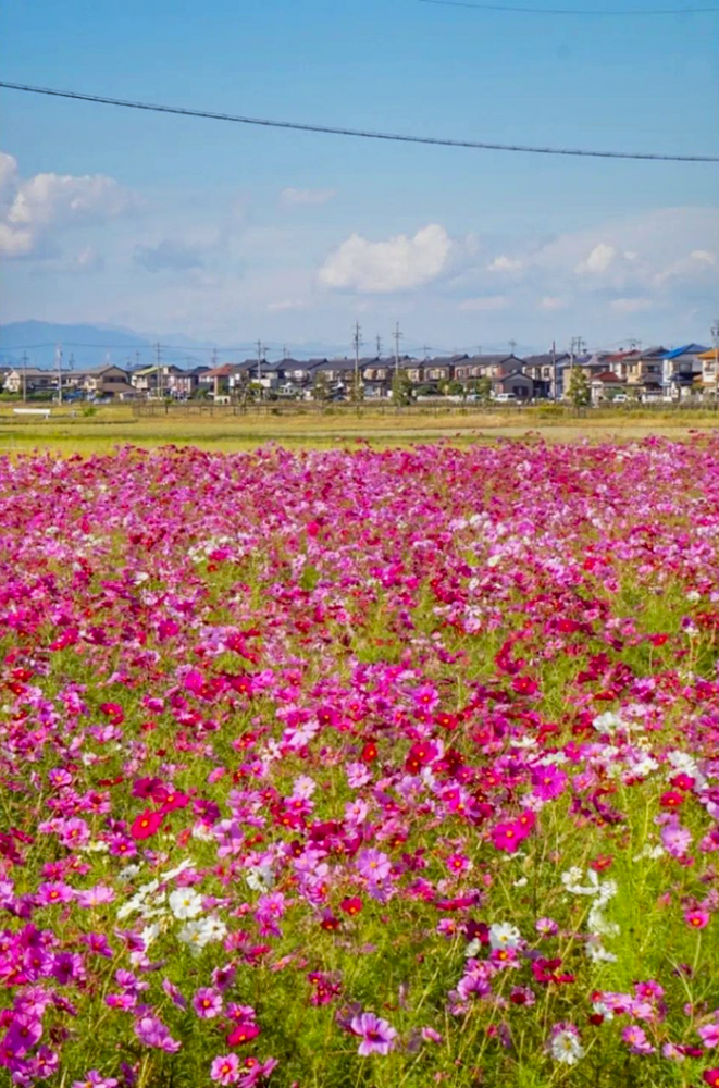 木曽岬町コスモス畑、10月の夏の花、三重県桑名市の観光・撮影スポットの画像と写真