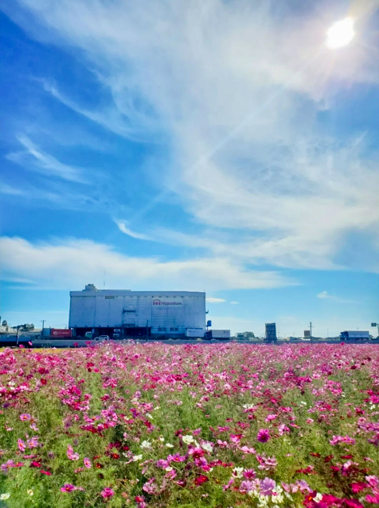 木曽岬町コスモス畑、10月の夏の花、三重県桑名市の観光・撮影スポットの画像と写真