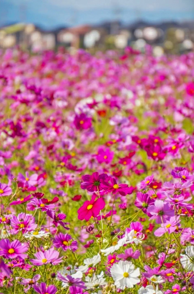 木曽岬町コスモス畑、10月の夏の花、三重県桑名市の観光・撮影スポットの画像と写真