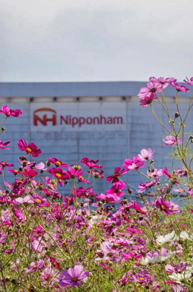 木曽岬町コスモス畑、10月の夏の花、三重県桑名市の観光・撮影スポットの画像と写真