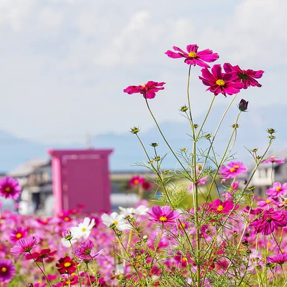 木曽岬町コスモス畑、10月の夏の花、三重県桑名市の観光・撮影スポットの画像と写真