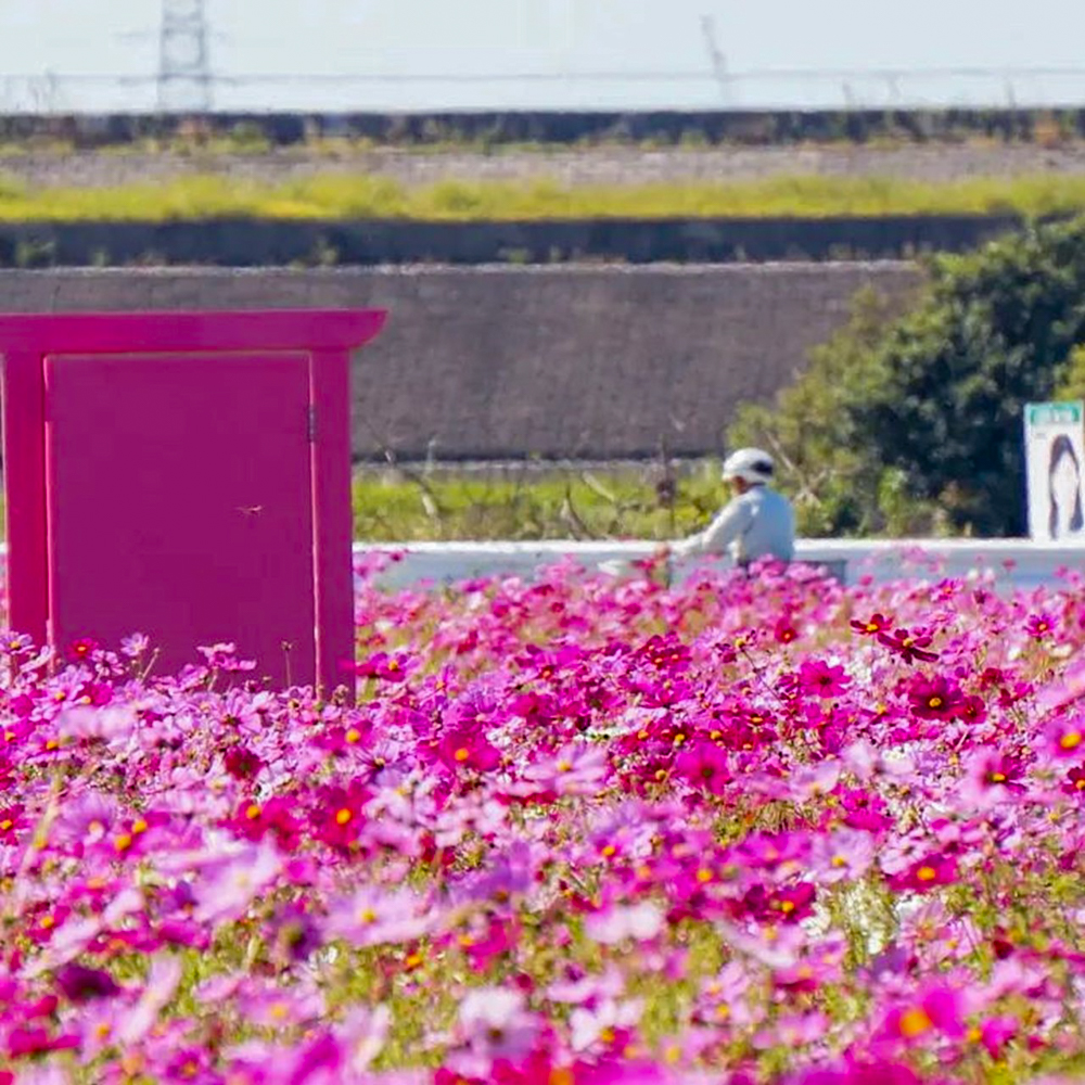 木曽岬町コスモス畑、10月の夏の花、三重県桑名市の観光・撮影スポットの画像と写真