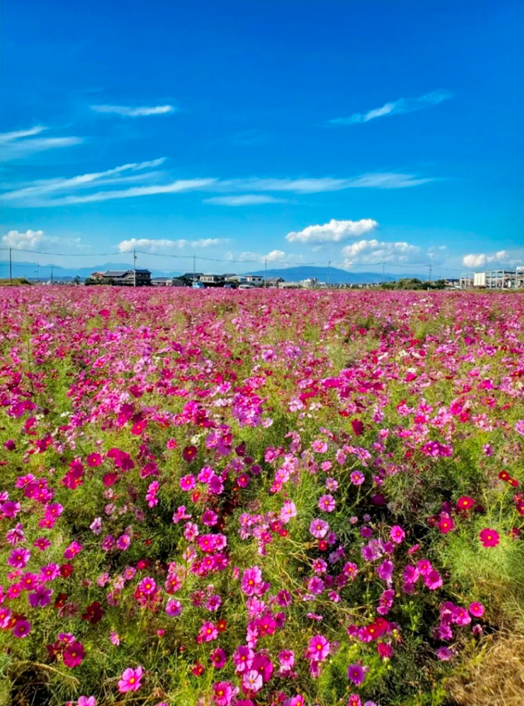 木曽岬町コスモス畑、10月の夏の花、三重県桑名市の観光・撮影スポットの画像と写真