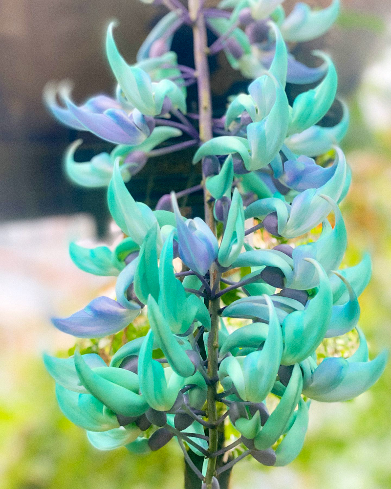 東山動植物園、夏の花、名古屋市千種区の観光・撮影スポットの写真
