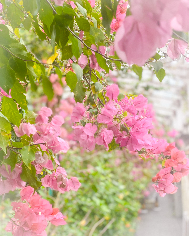 東山動植物園、夏の花、名古屋市千種区の観光・撮影スポットの写真