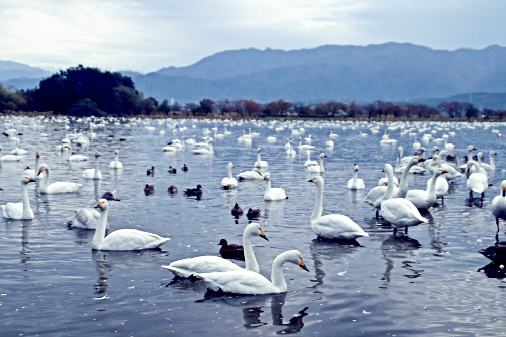 瓢湖水きん公園白鳥、１１月秋、新潟県阿賀野市の観光・撮影スポット