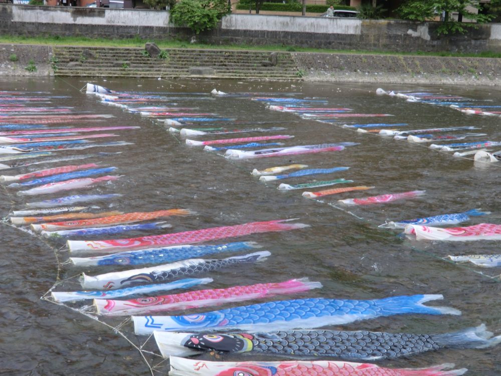 浅の川・鯉流し、５月夏、石川県金沢市をの観光・撮影スポット