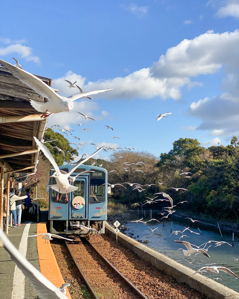 浜名湖佐久米駅、ユリカモメ、1月冬、静岡県浜松市の観光・撮影スポットの画像と写真