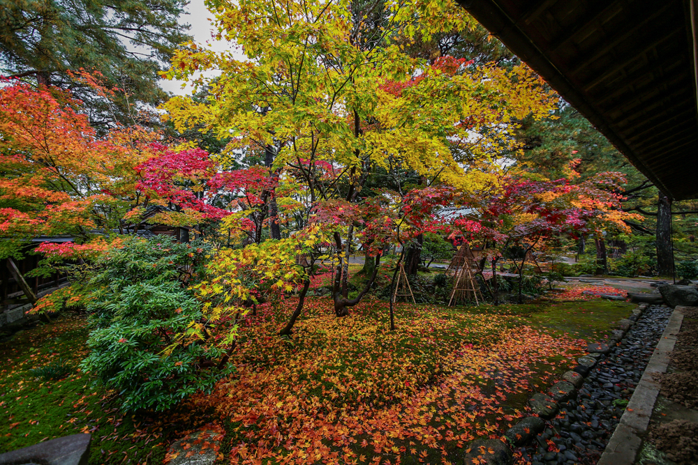 清水園、紅葉、１１月秋、新潟県新発田市の観光・撮影スポット