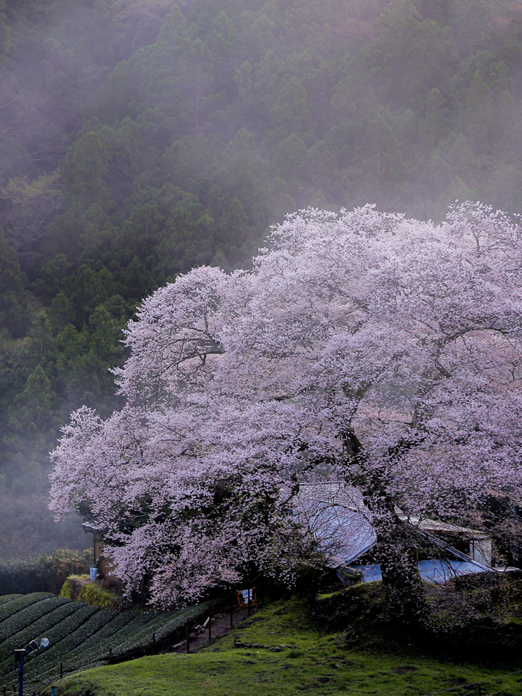 牛代のみずめ桜。４月春の花、静岡県浜松市の観光・撮影スポットの名所
