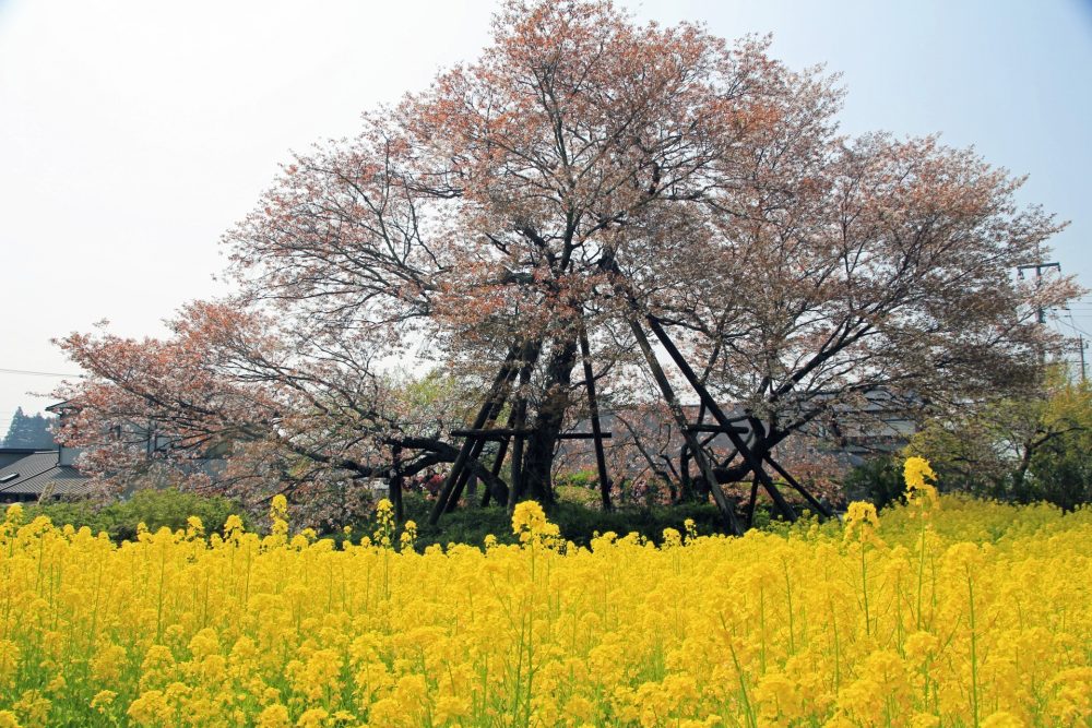 狩宿の下馬桜、４月春の花、静岡県富士宮市の観光・撮影スポットの名所