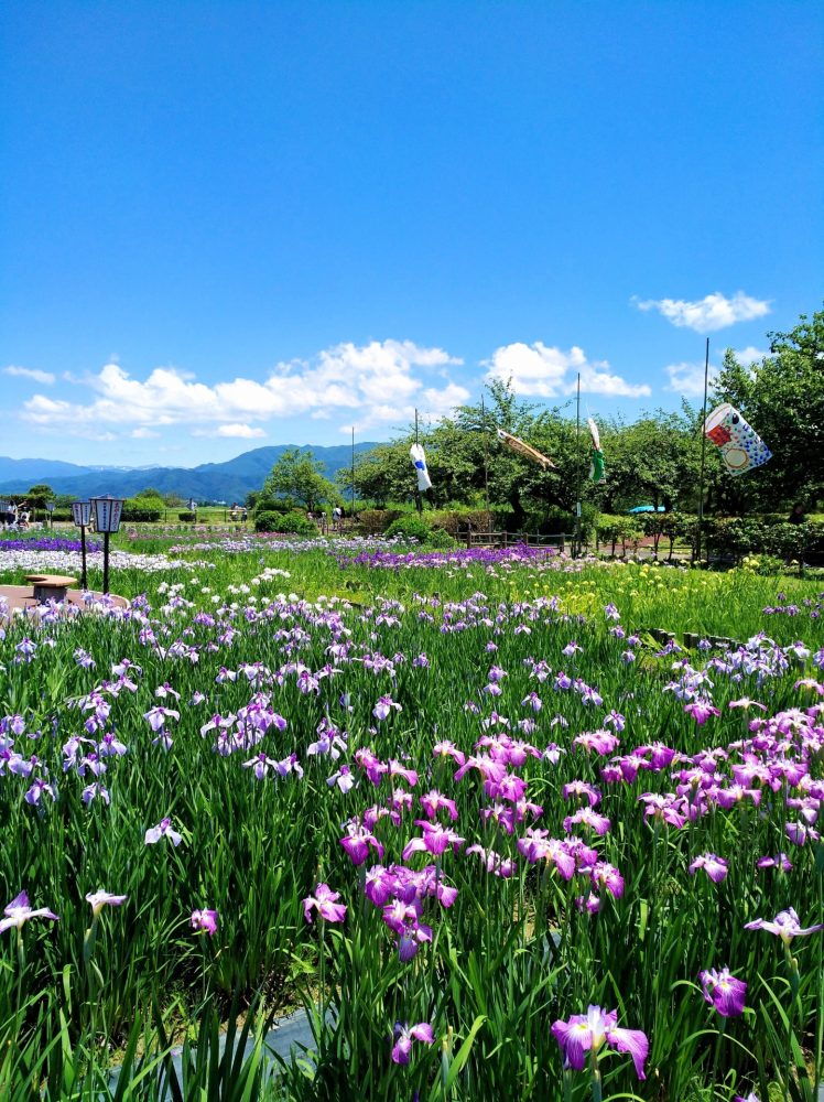 瓢湖水きん公園あやめ、６月夏、新潟県阿賀野市の観光・撮影スポット
