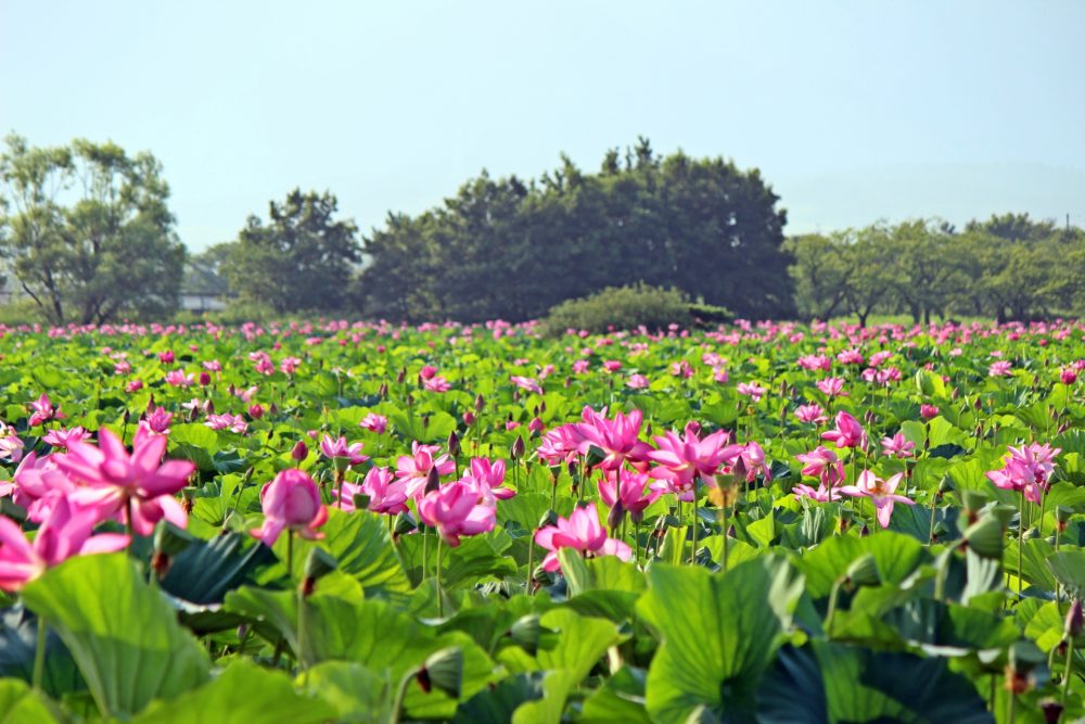瓢湖水きん公園ハス、７月夏、新潟県阿賀野市の観光・撮影スポット