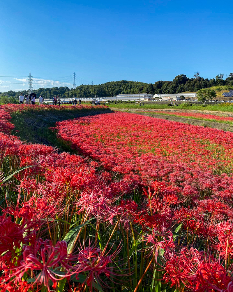 矢勝川、彼岸花、9月の秋の花、愛知県半田市の観光・撮影スポットの画像と写真