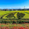 矢勝川堤の田んぼアート 、9月秋、愛知県半田市の観光・撮影スポットの画像と写真