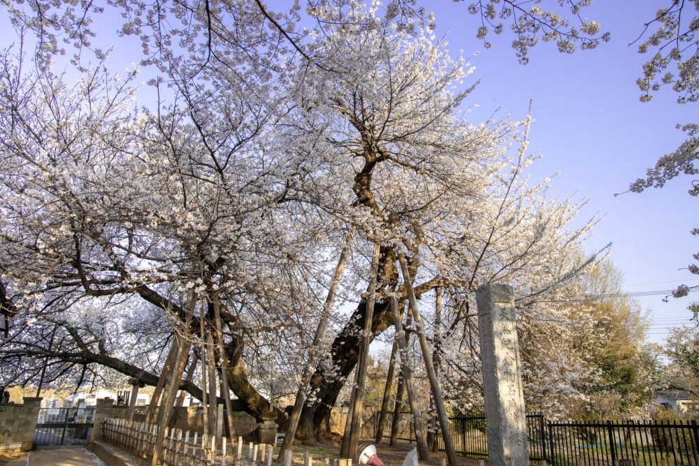 石戸蒲桜、４月春の花、埼玉県北本市の観光・撮影スポットの名所