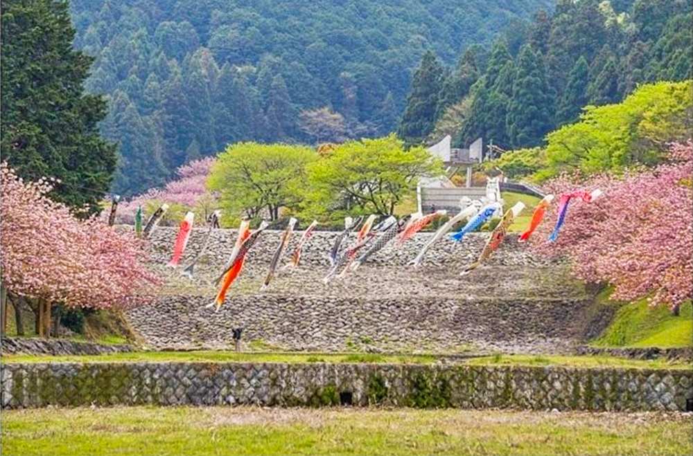 羽根谷だんだん公園、八重桜・鯉のぼり、3月春の花、岐阜県海津市の観光・撮影スポットの画像と写真