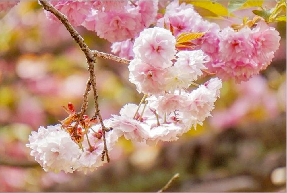 羽根谷だんだん公園、八重桜、3月春の花、岐阜県海津市の観光・撮影スポットの画像と写真