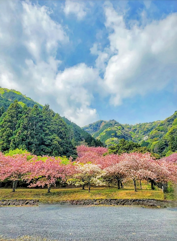 羽根谷だんだん公園、八重桜、3月春の花、岐阜県海津市の観光・撮影スポットの画像と写真