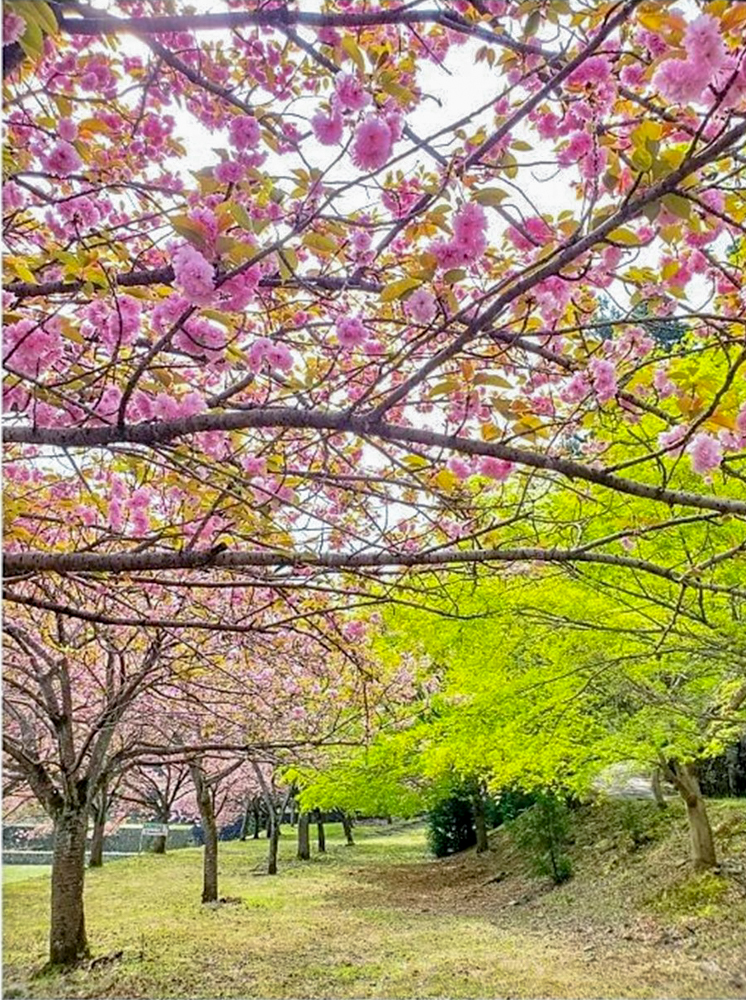 羽根谷だんだん公園、八重桜、3月春の花、岐阜県海津市の観光・撮影スポットの画像と写真