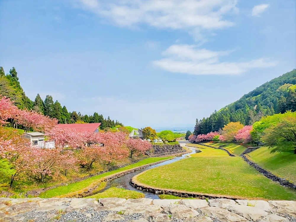 羽根谷だんだん公園、八重桜、3月春の花、岐阜県海津市の観光・撮影スポットの画像と写真