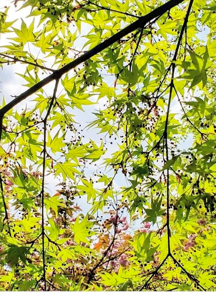 羽根谷だんだん公園、八重桜、3月春の花、岐阜県海津市の観光・撮影スポットの画像と写真