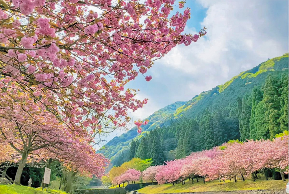 羽根谷だんだん公園、八重桜、3月春の花、岐阜県海津市の観光・撮影スポットの画像と写真